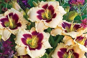 Hemerocallis ´Blueberry Candy´